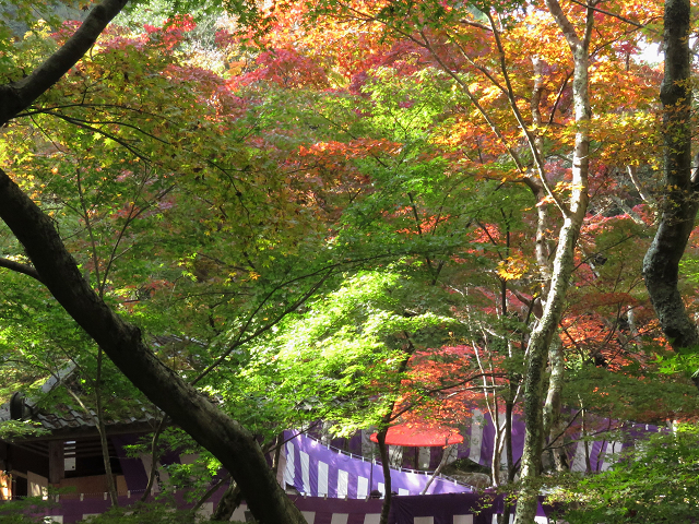 有馬温泉で泉源めぐり 紅葉散策 Mt Rokko And Mt Maya Aerial Ride