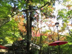 20161109瑞宝寺公園茶会２